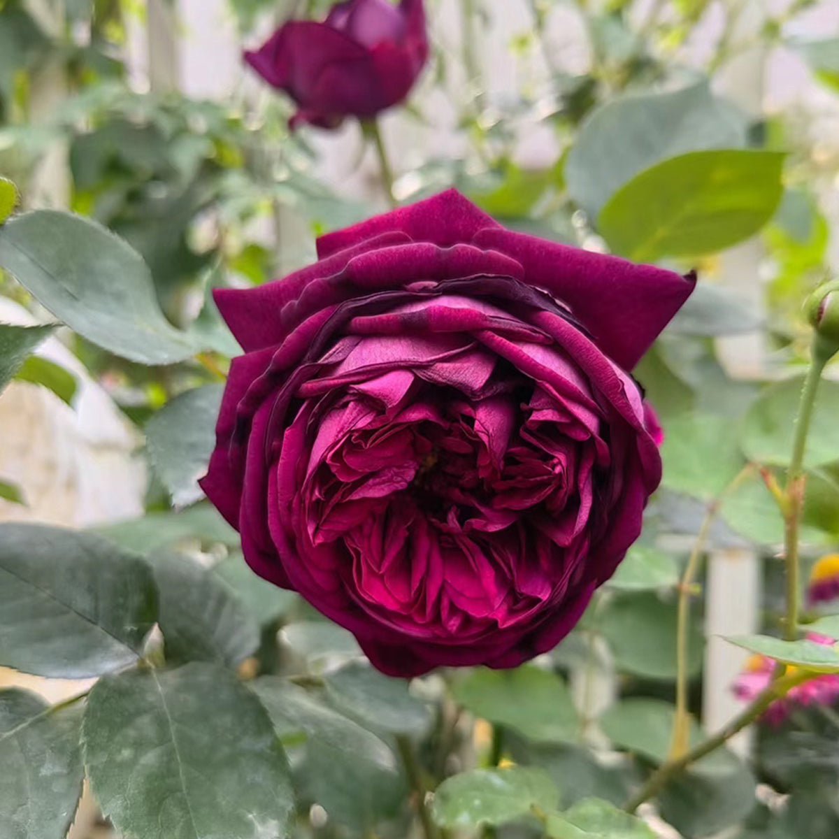 Royale Japanese Florist Shrub Rose