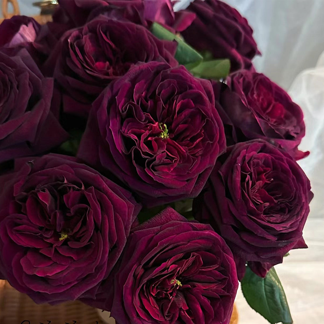Royale Japanese Florist Shrub Rose