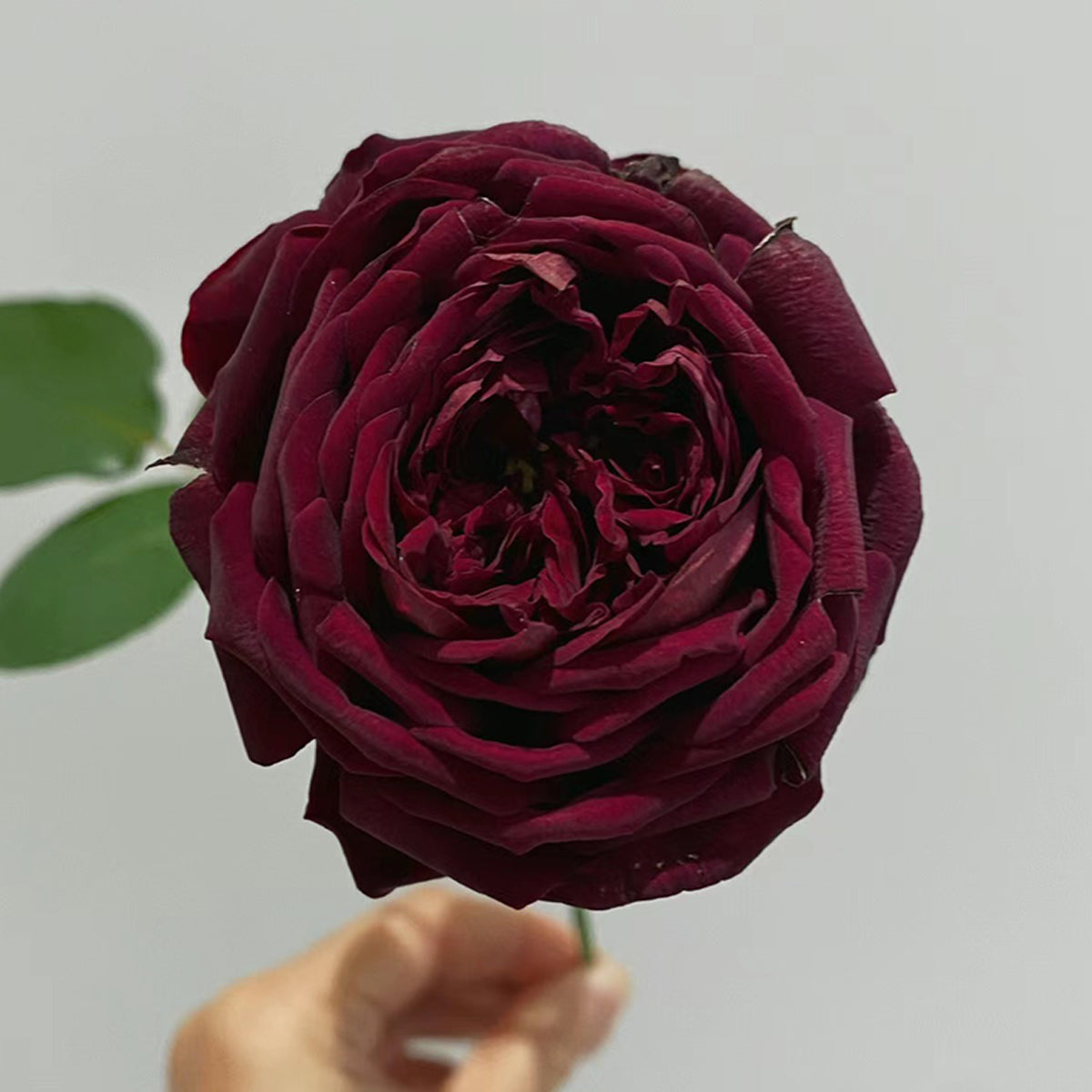 Royale Japanese Florist Shrub Rose