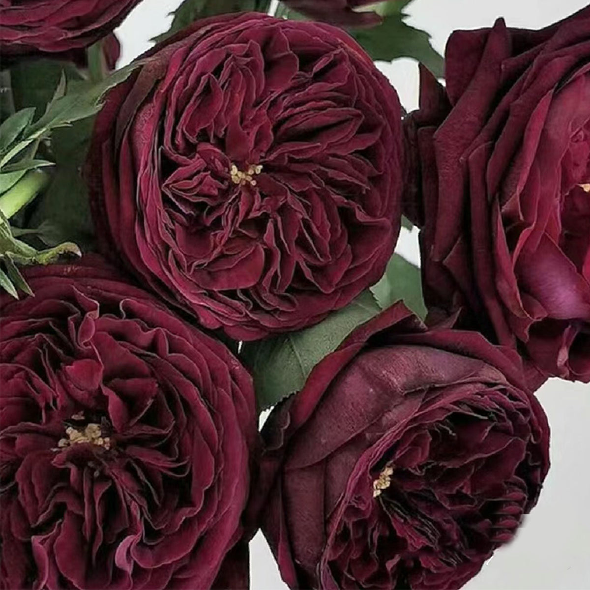 Royale Japanese Florist Shrub Rose
