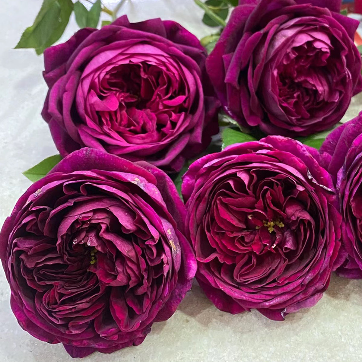 Royale Japanese Florist Shrub Rose