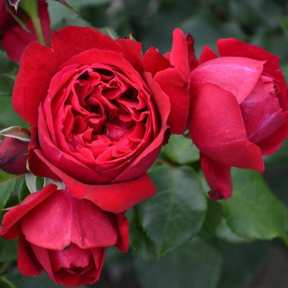 Ruban Rouge French Florist Shrub Rose
