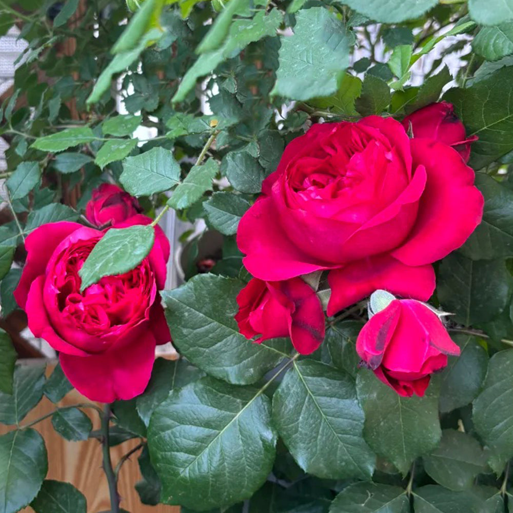Ruban Rouge French Florist Shrub Rose