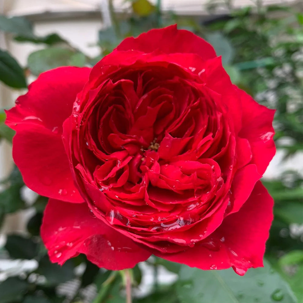 Ruban Rouge French Florist Shrub Rose