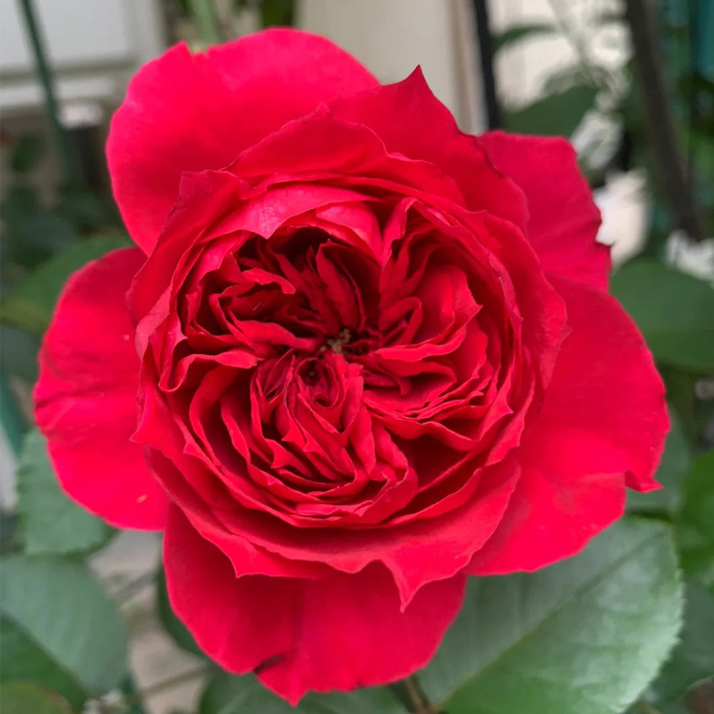 Ruban Rouge French Florist Shrub Rose