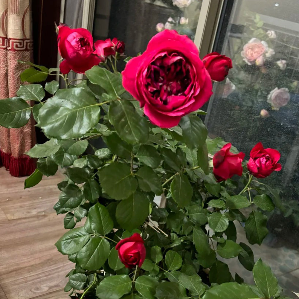 Ruban Rouge French Florist Shrub Rose