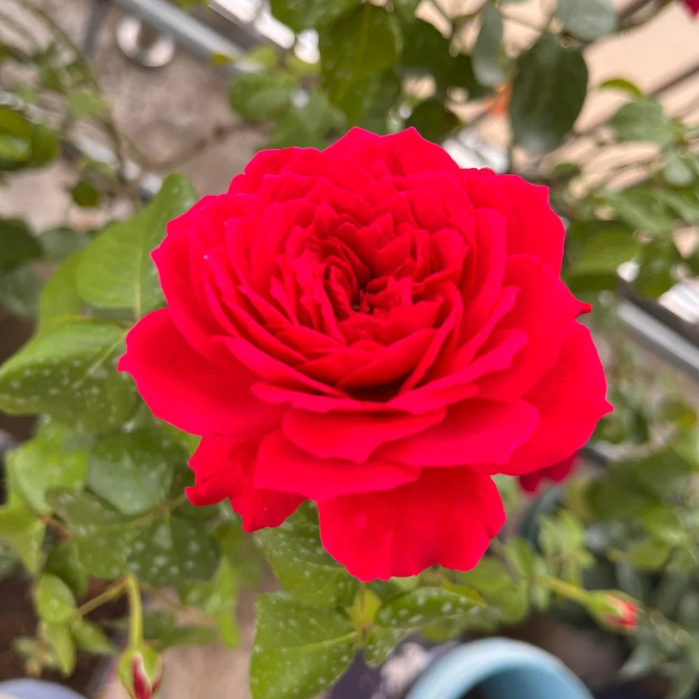 Ruban Rouge French Florist Shrub Rose