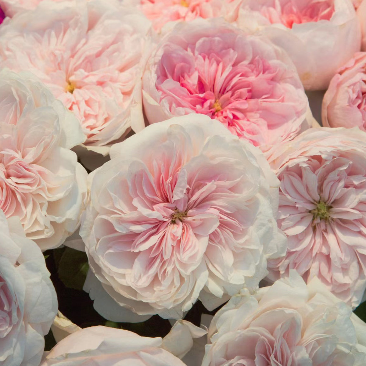 Sabrina French Garden Shrub Rose