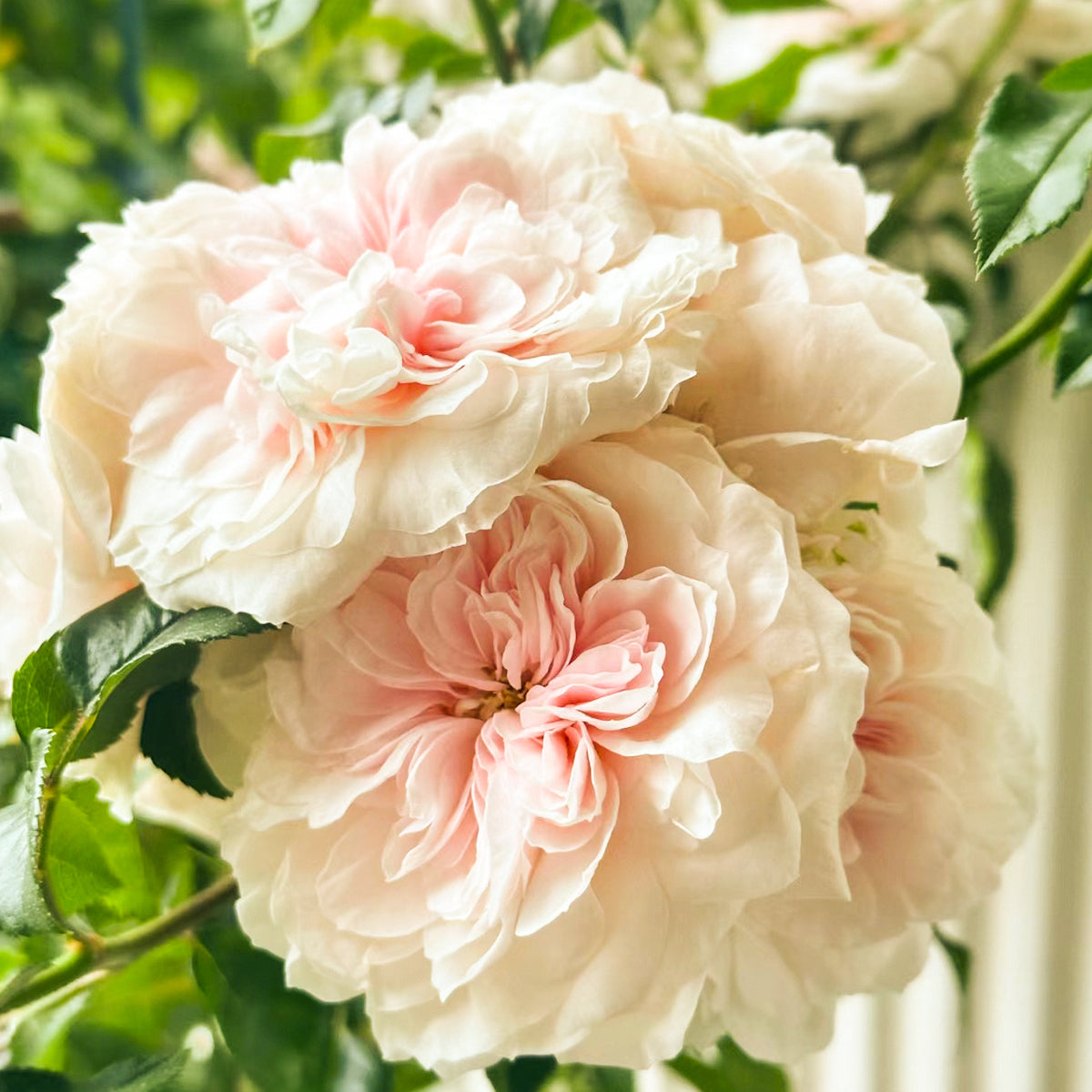 Sabrina French Garden Shrub Rose