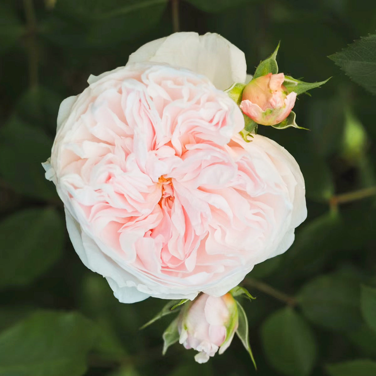 Sabrina French Garden Shrub Rose