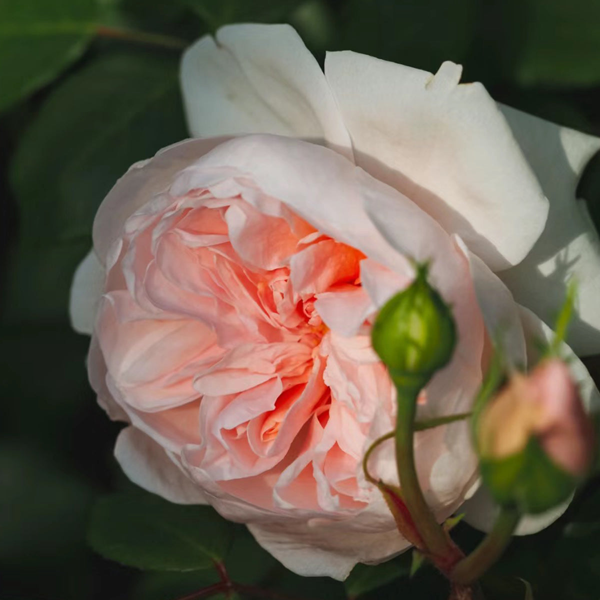 Sabrina French Garden Shrub Rose