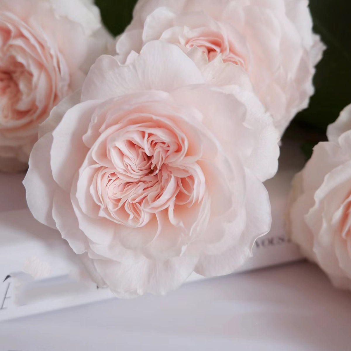 Sabrina French Garden Shrub Rose