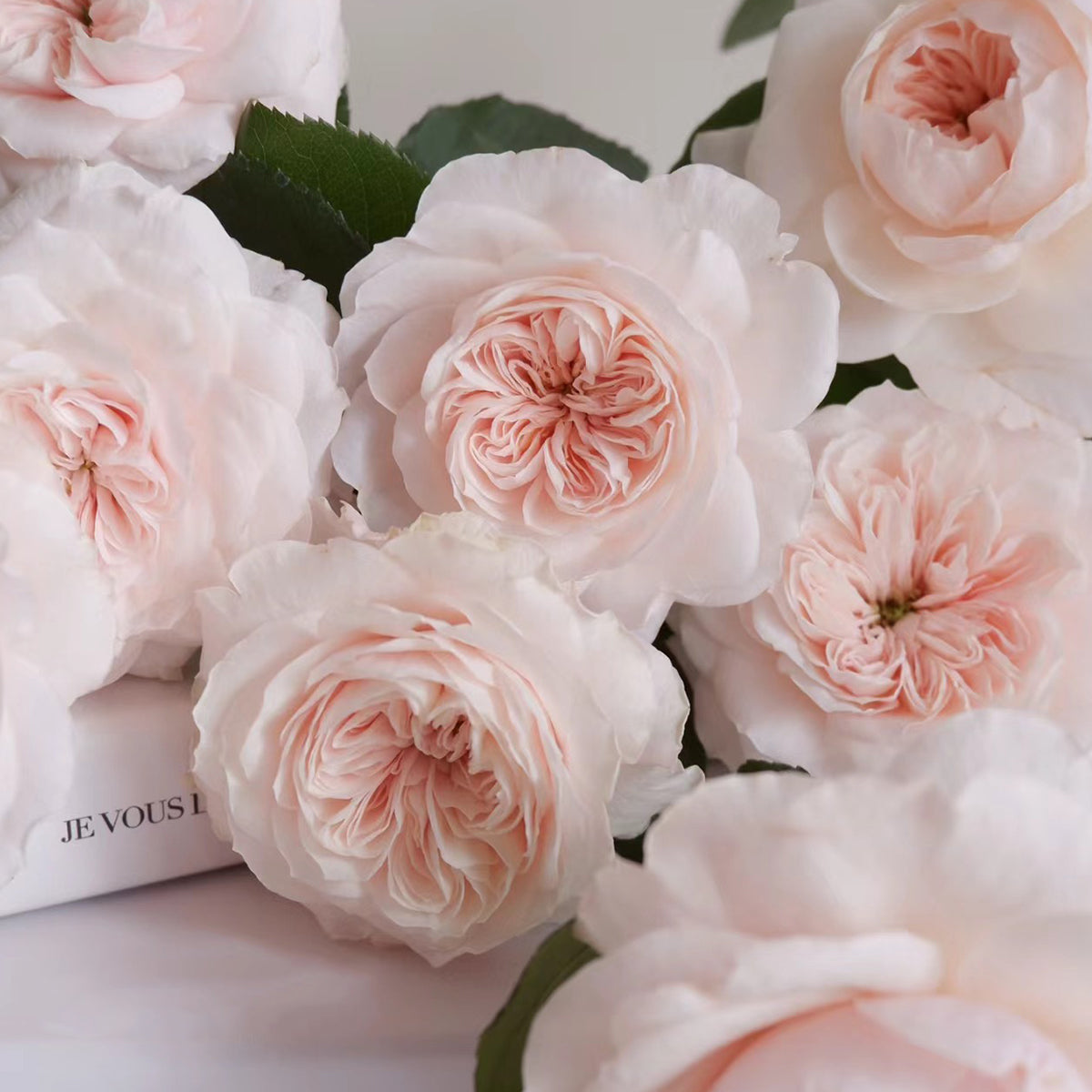 Sabrina French Garden Shrub Rose