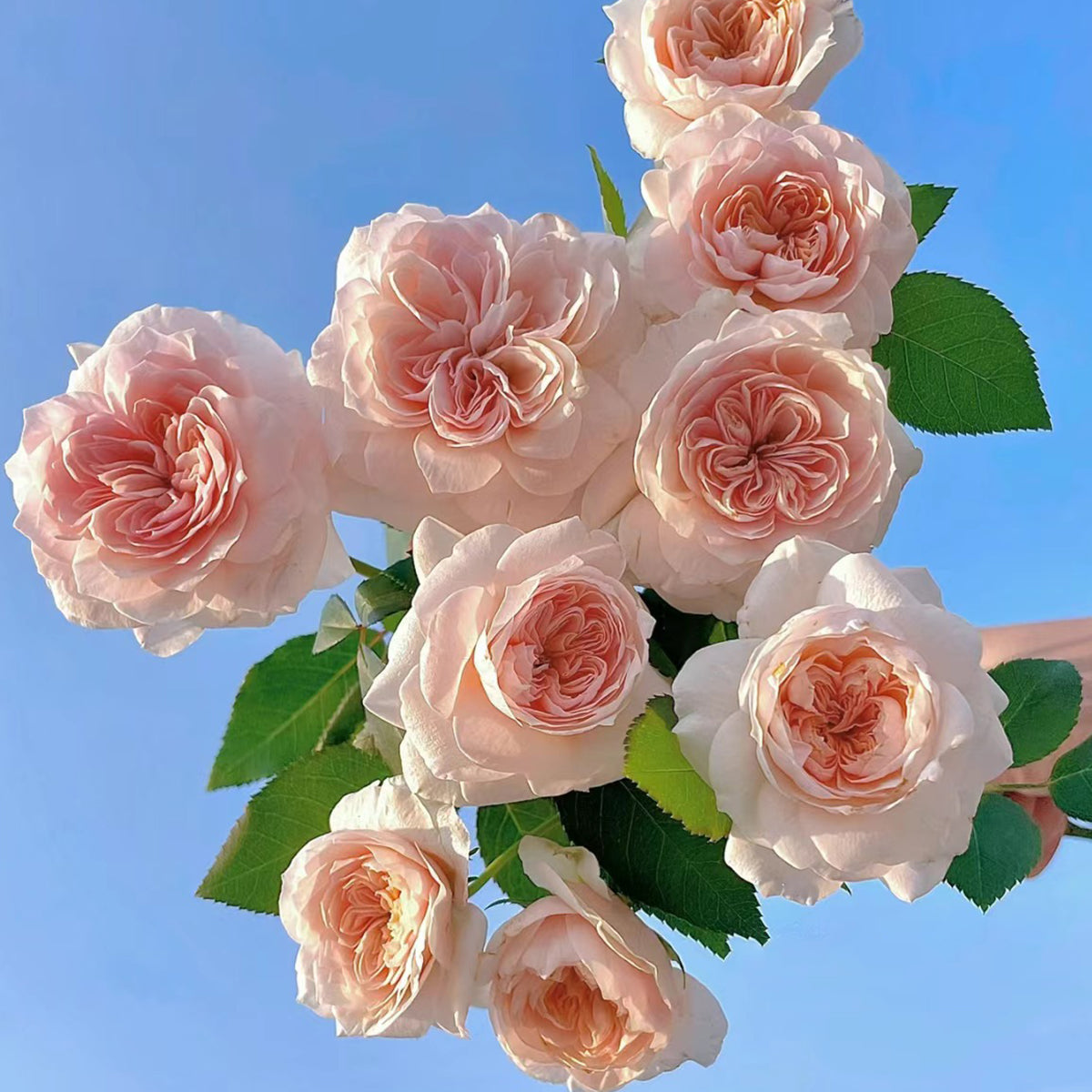 Sabrina French Garden Shrub Rose