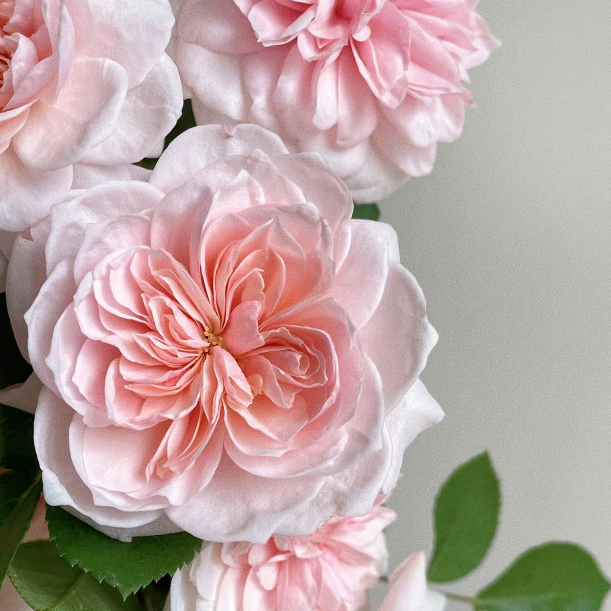 Sabrina French Garden Shrub Rose