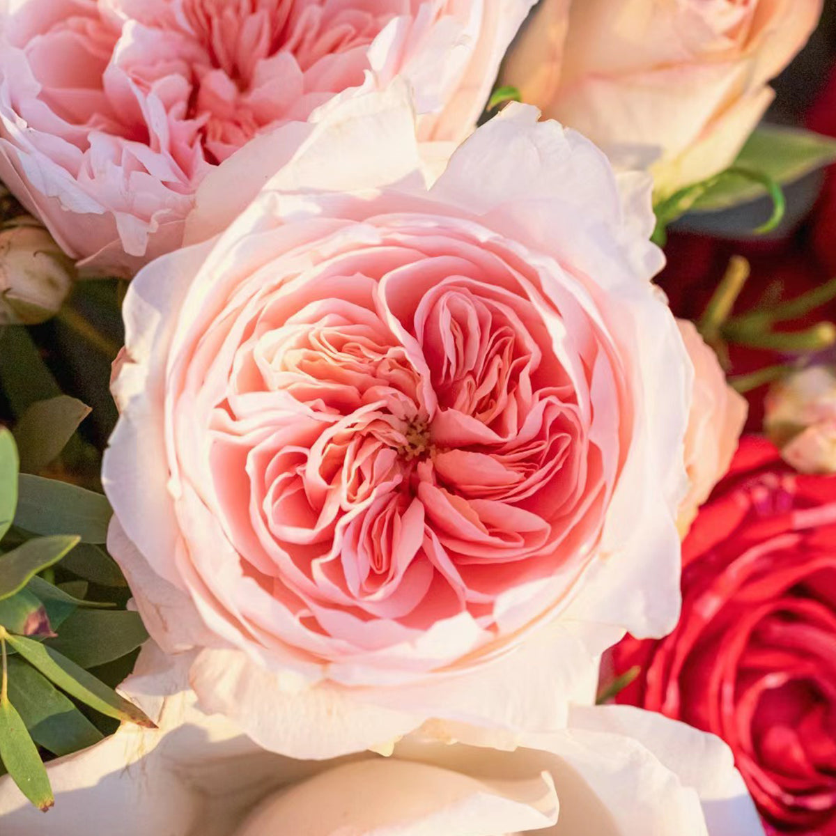 Sabrina French Garden Shrub Rose