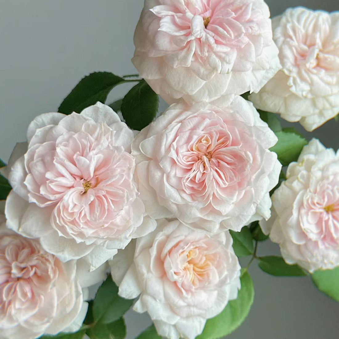 Sabrina French Garden Shrub Rose