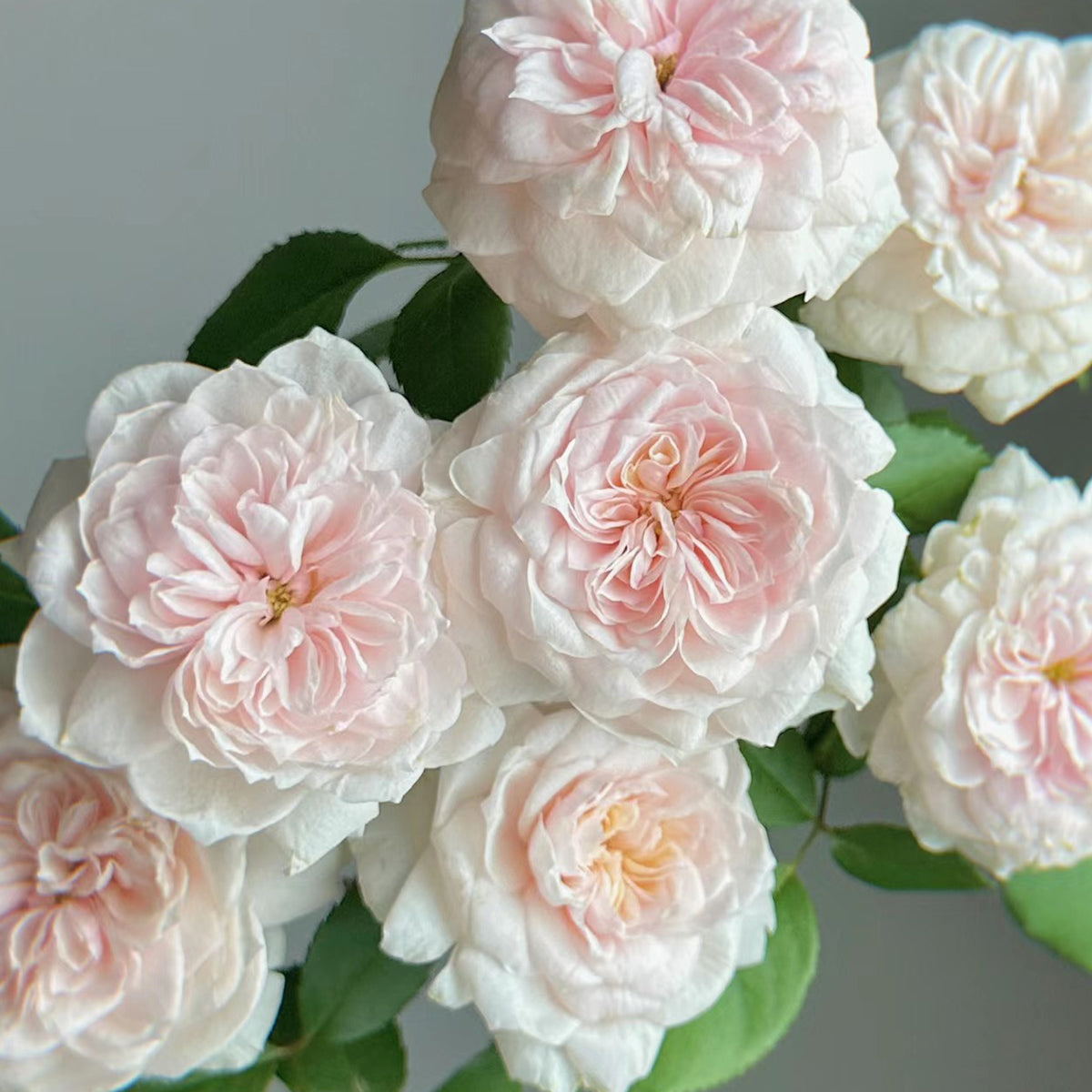 Sabrina French Garden Shrub Rose