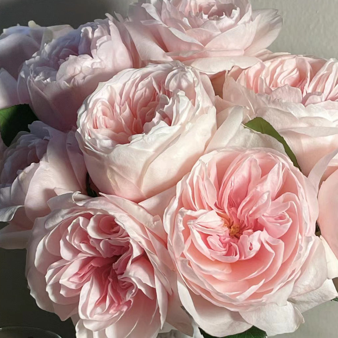 Sabrina French Garden Shrub Rose