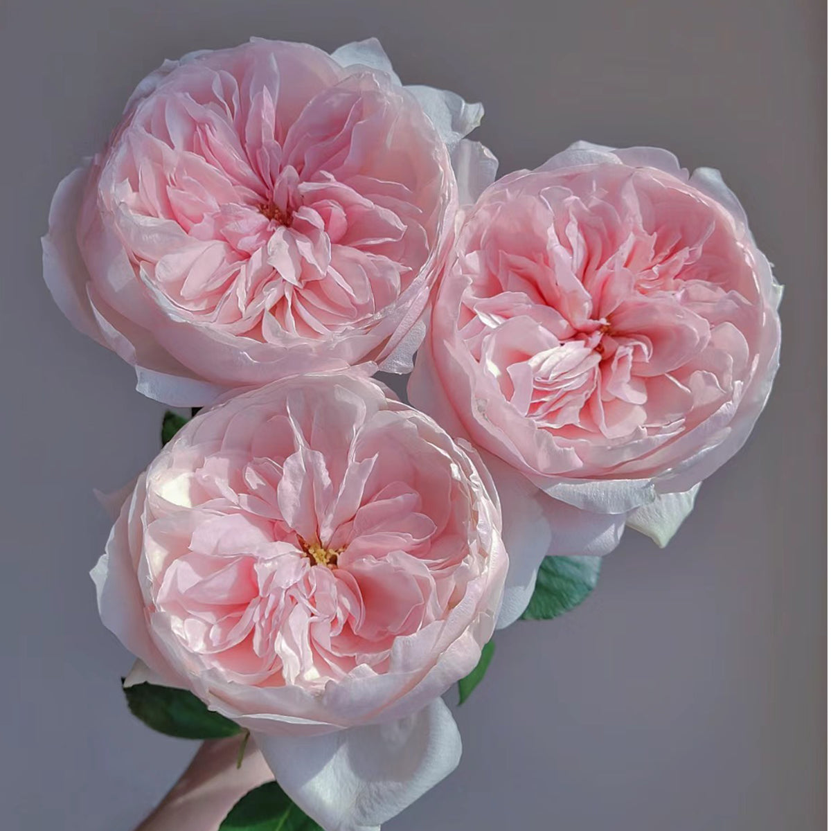 Sabrina French Garden Shrub Rose