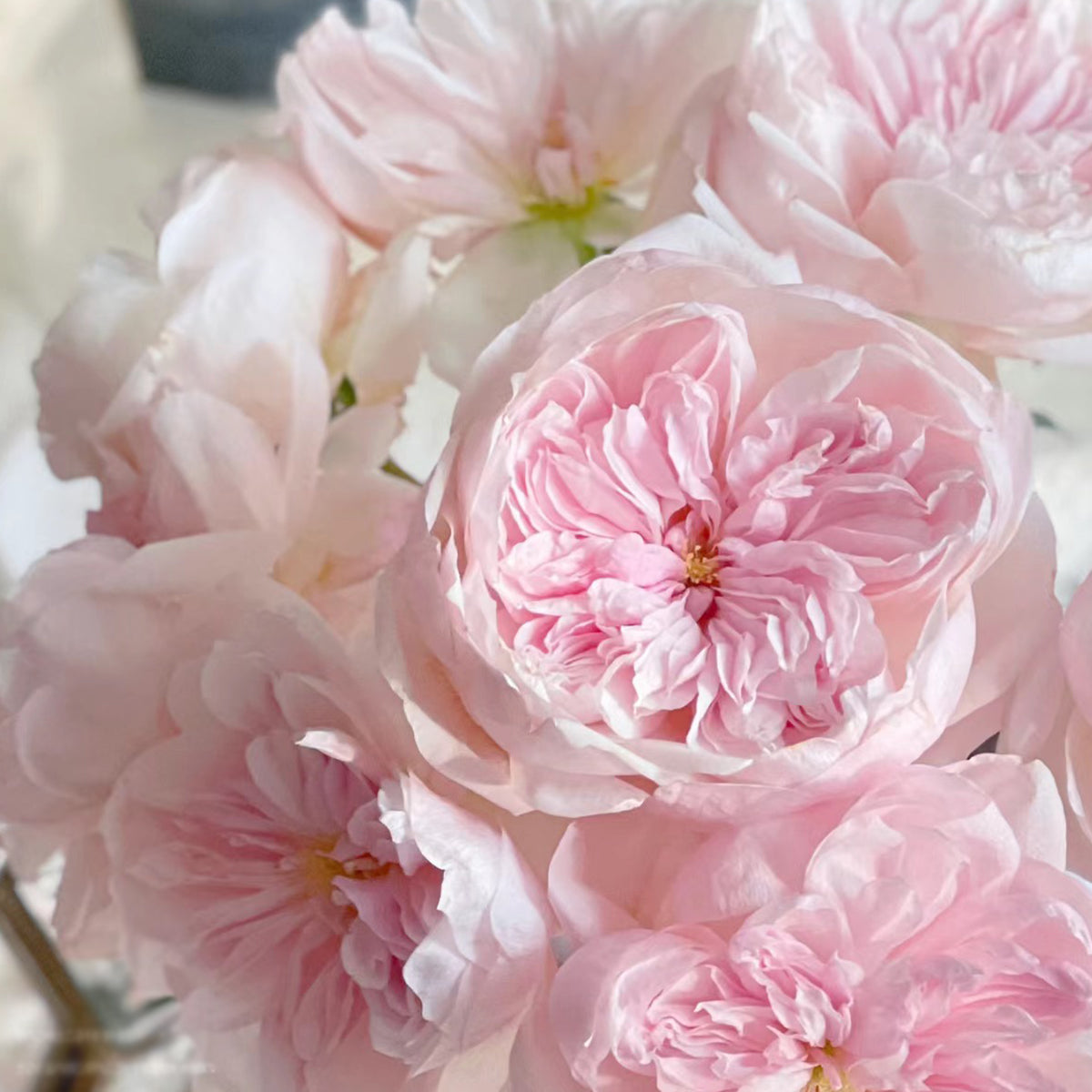 Sabrina French Garden Shrub Rose