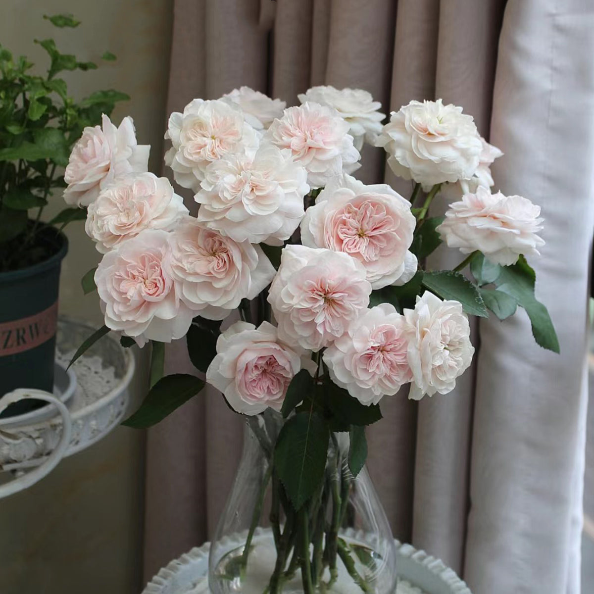 Sabrina French Garden Shrub Rose