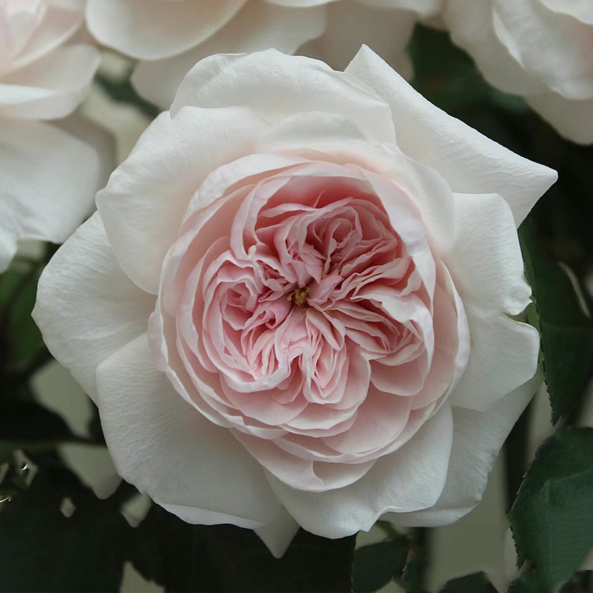 Sabrina French Garden Shrub Rose