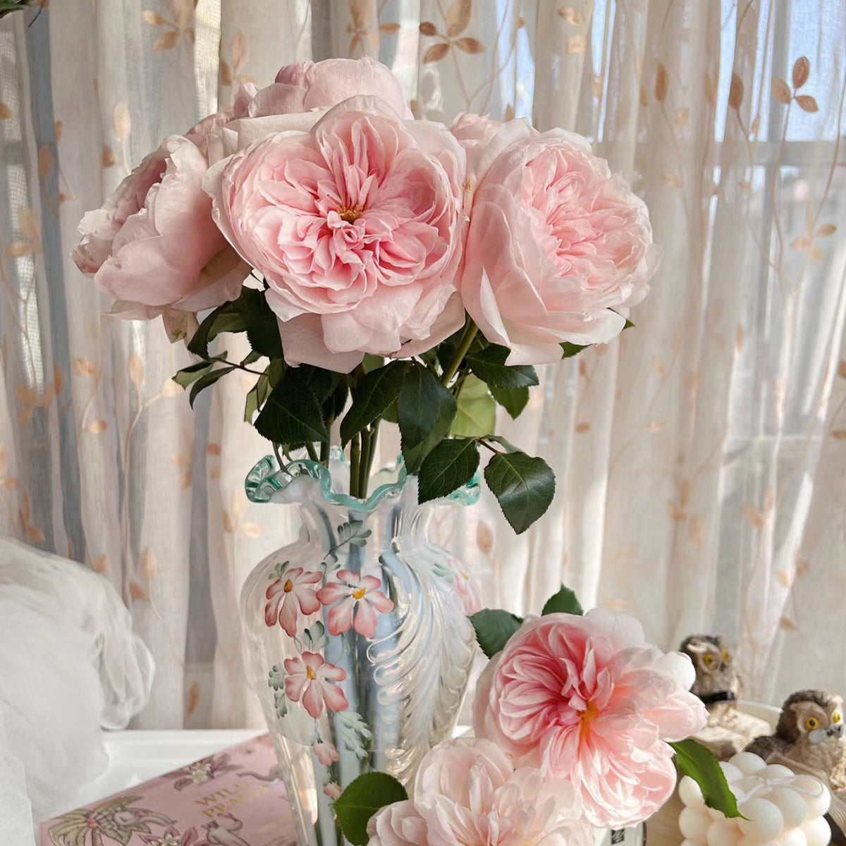 Sabrina French Garden Shrub Rose