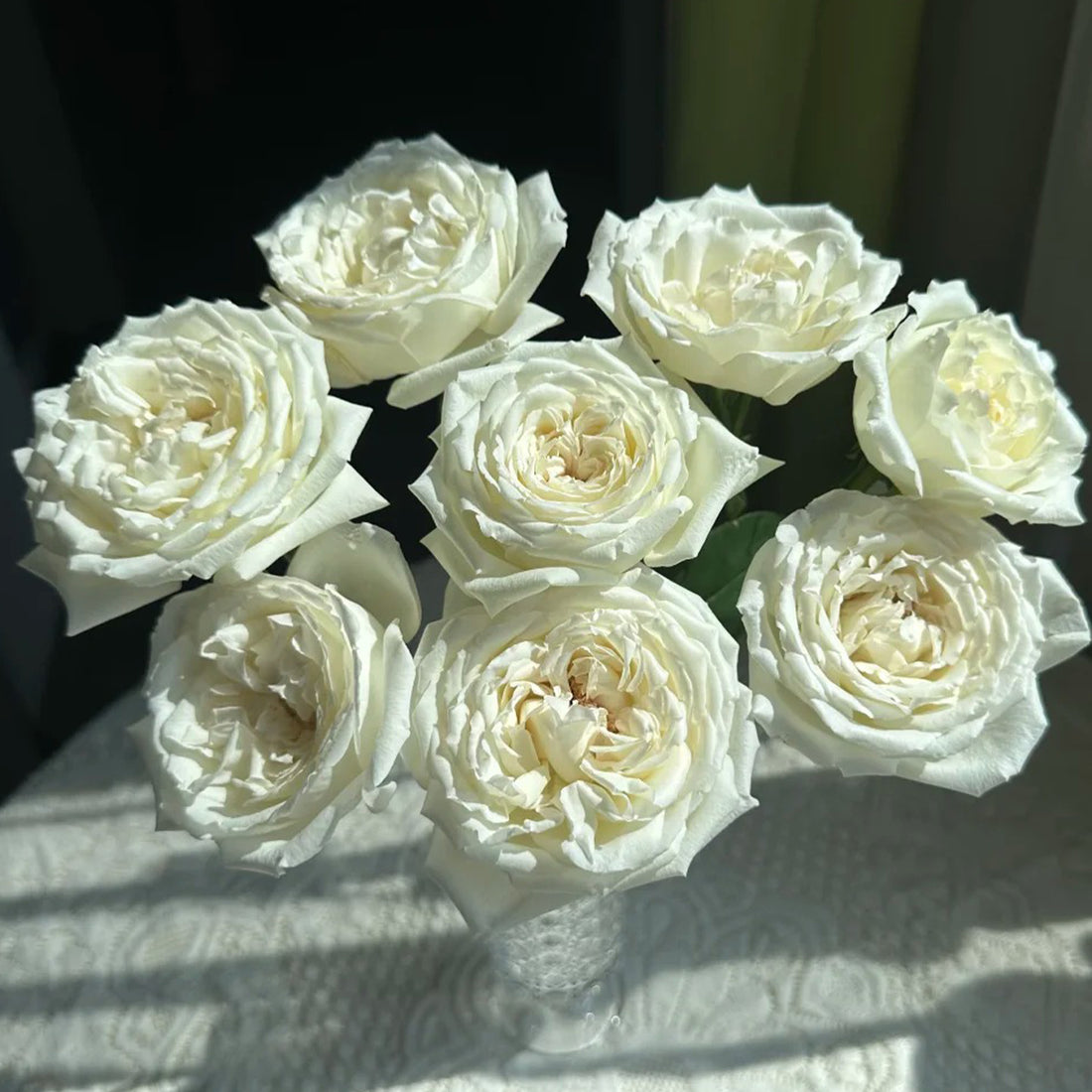 Saint John Paul Florist Shrub Rose