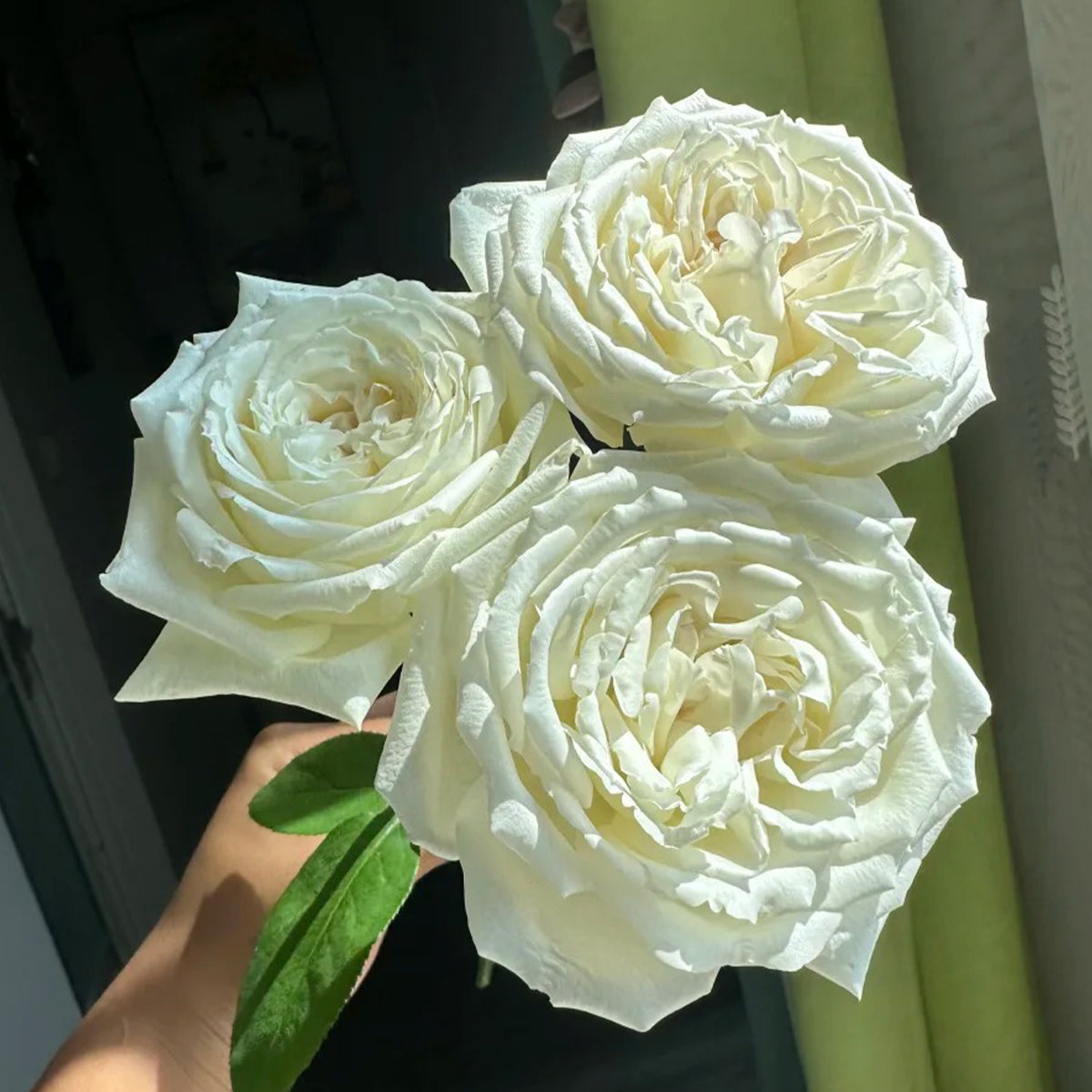 Saint John Paul Florist Shrub Rose