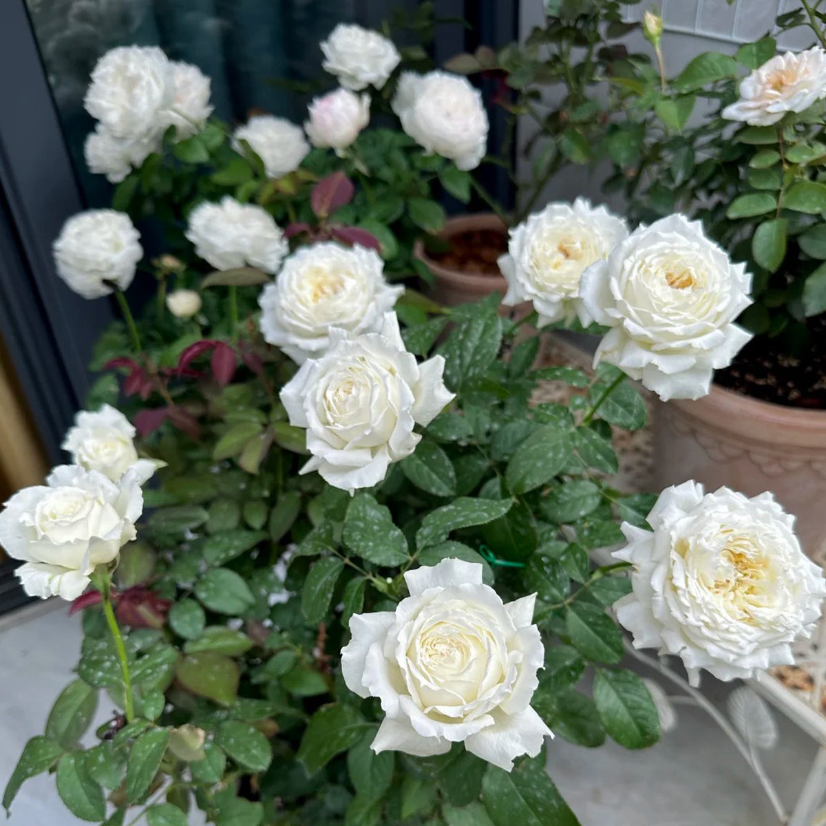 Saint John Paul Florist Shrub Rose