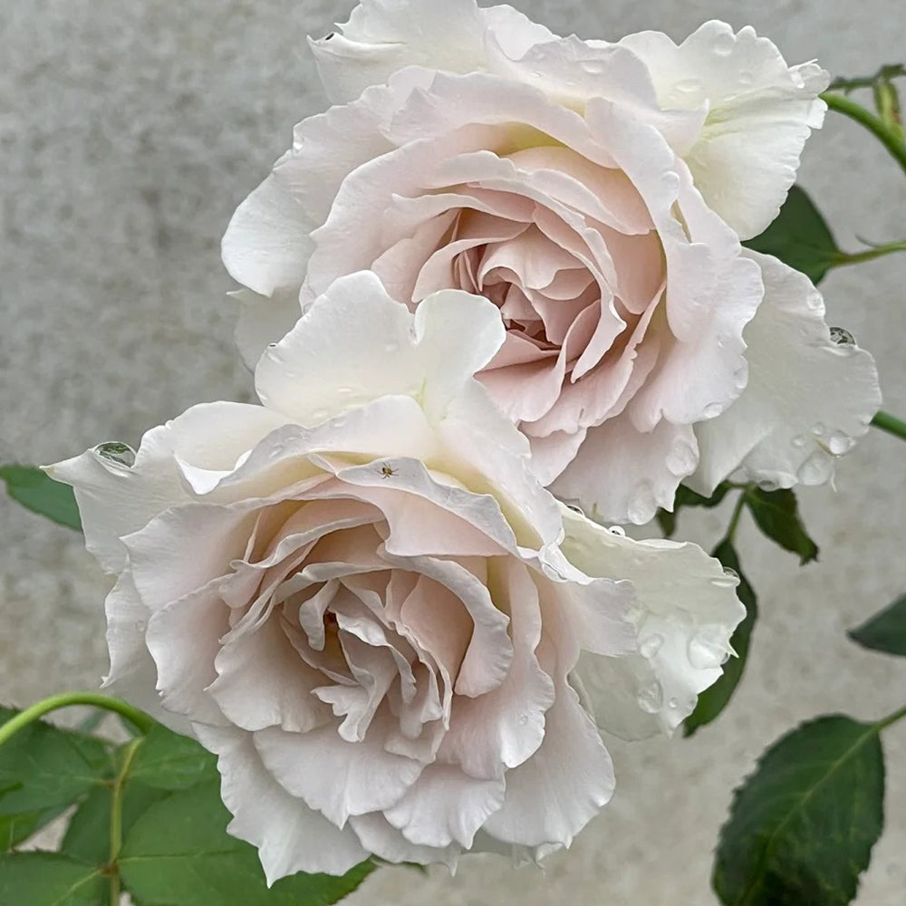 Saphiret Japanese Florist Shrub Rose