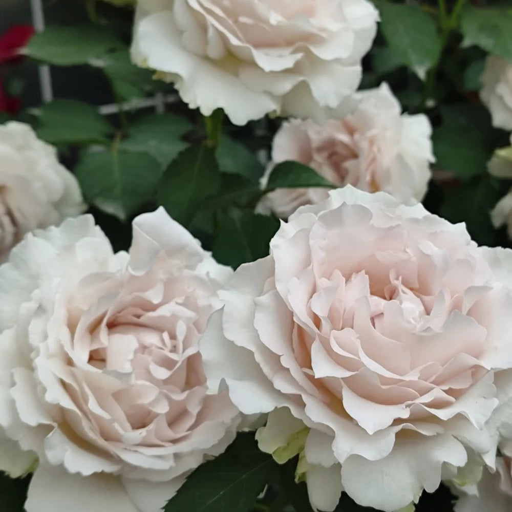 Saphiret Japanese Florist Shrub Rose
