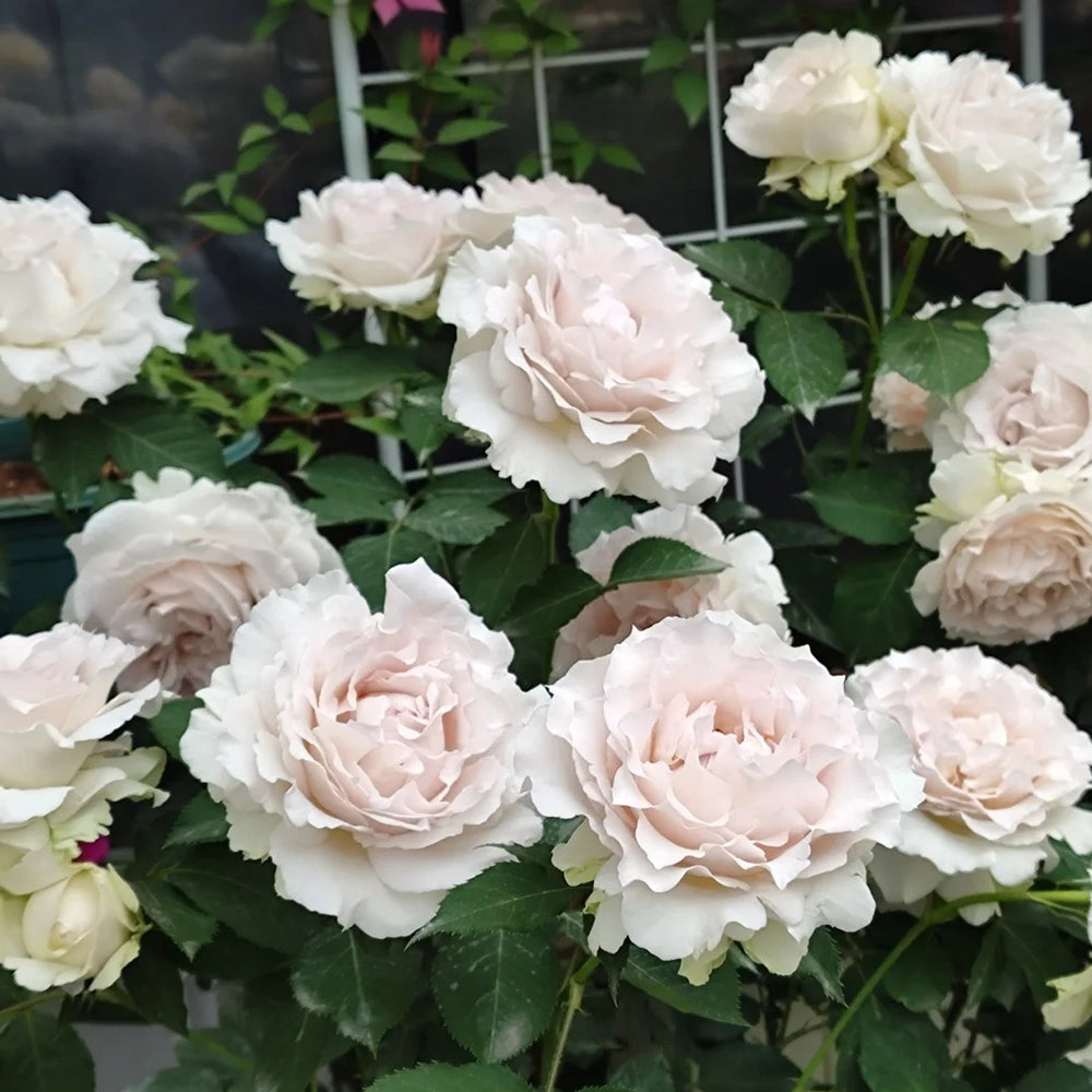 Saphiret Japanese Florist Shrub Rose