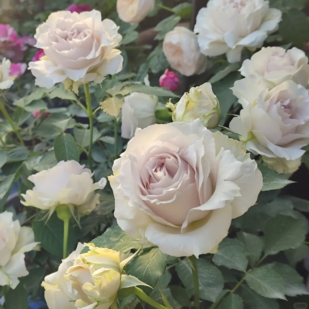 Saphiret Japanese Florist Shrub Rose