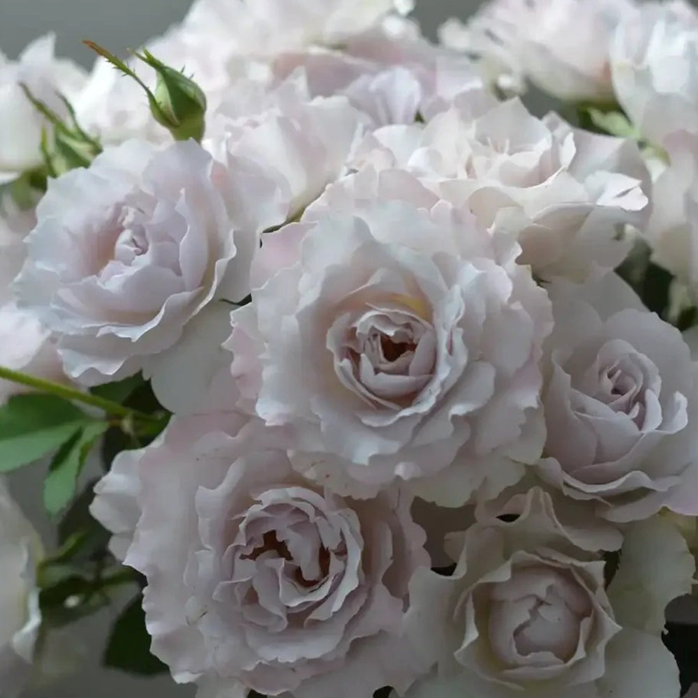 Saphiret Japanese Florist Shrub Rose
