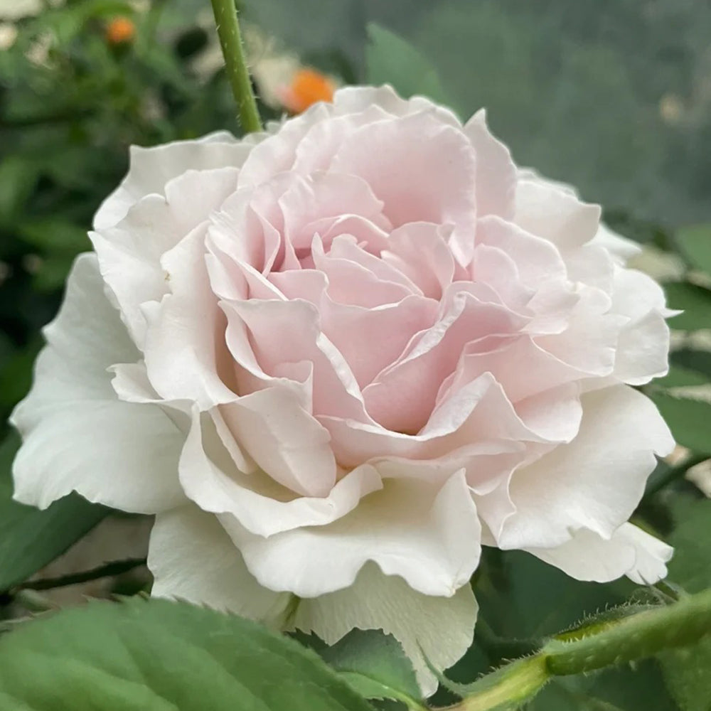 Saphiret Japanese Florist Shrub Rose