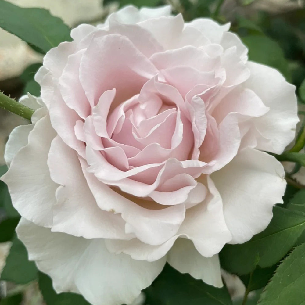 Saphiret Japanese Florist Shrub Rose