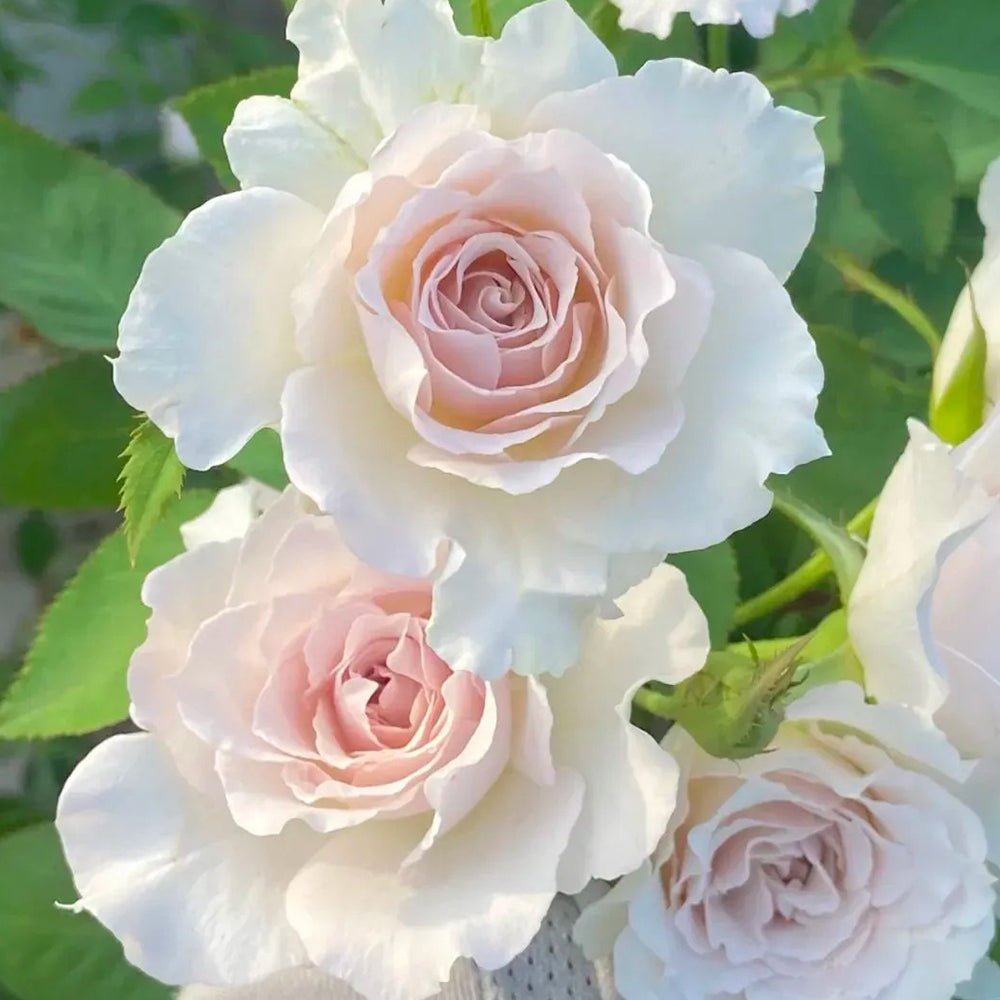 Saphiret Japanese Florist Shrub Rose