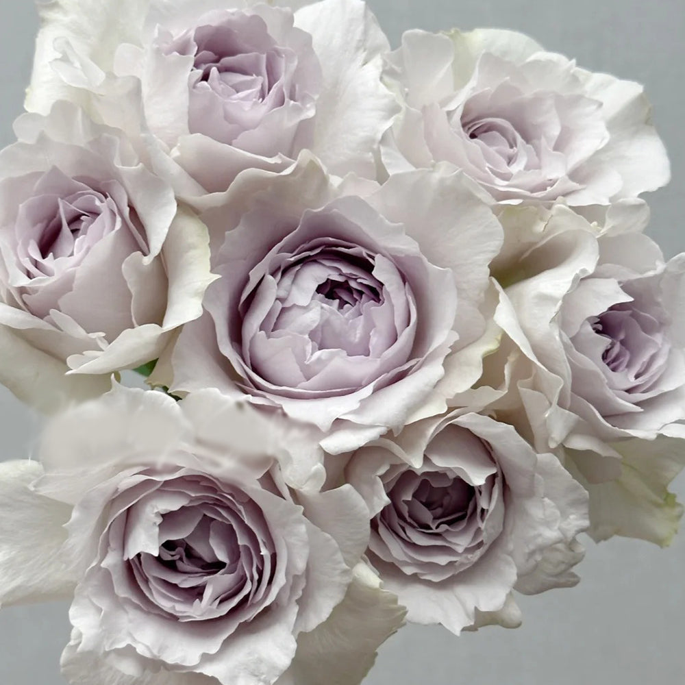 Saphiret Japanese Florist Shrub Rose