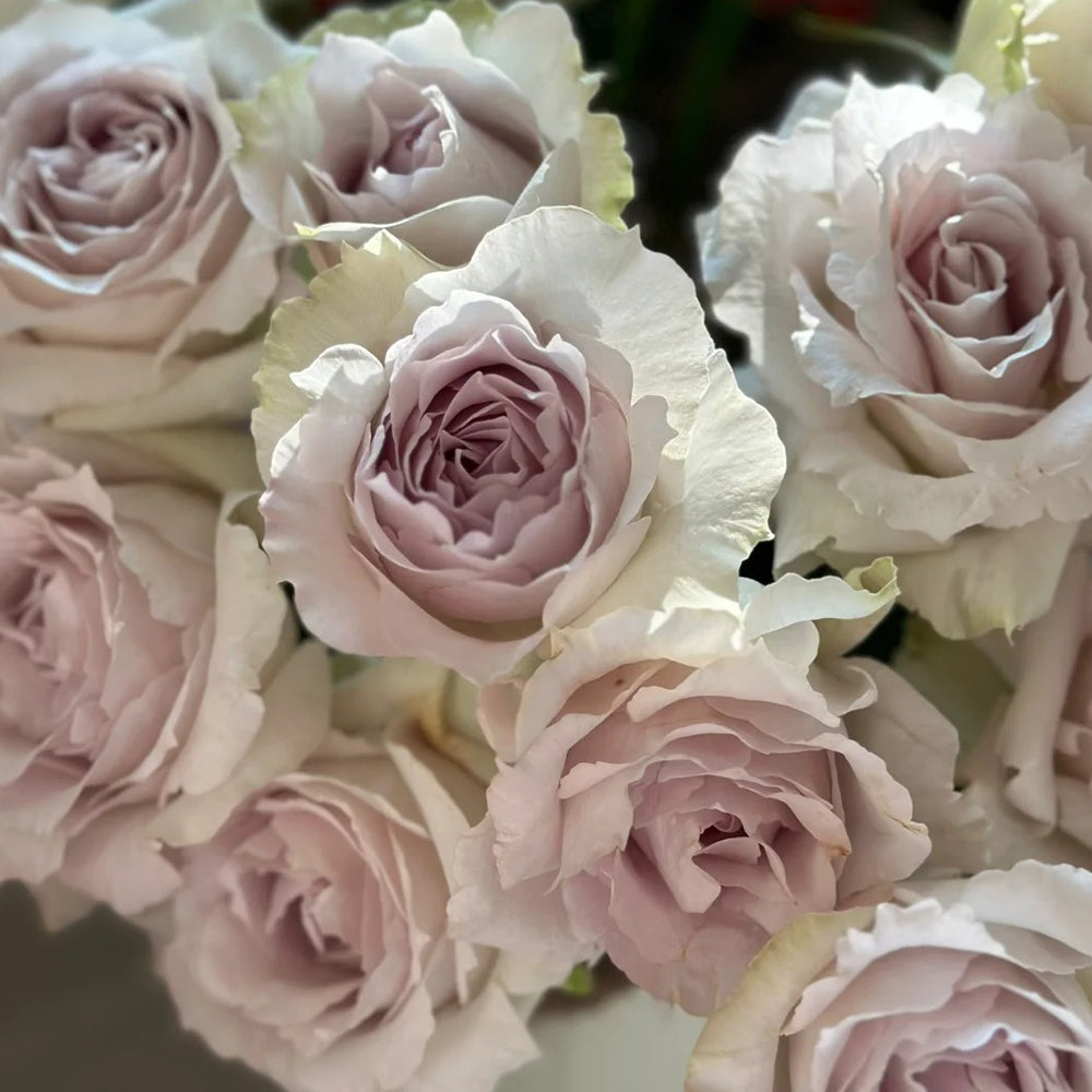 B.A.P Rose Aバージョン Saphiret Japanese Florist Shrub Rose – Highgarden Roses