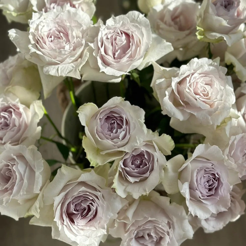 Saphiret Japanese Florist Shrub Rose