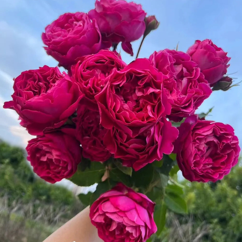 Scent Garden Japanese Florist Shrub Rose