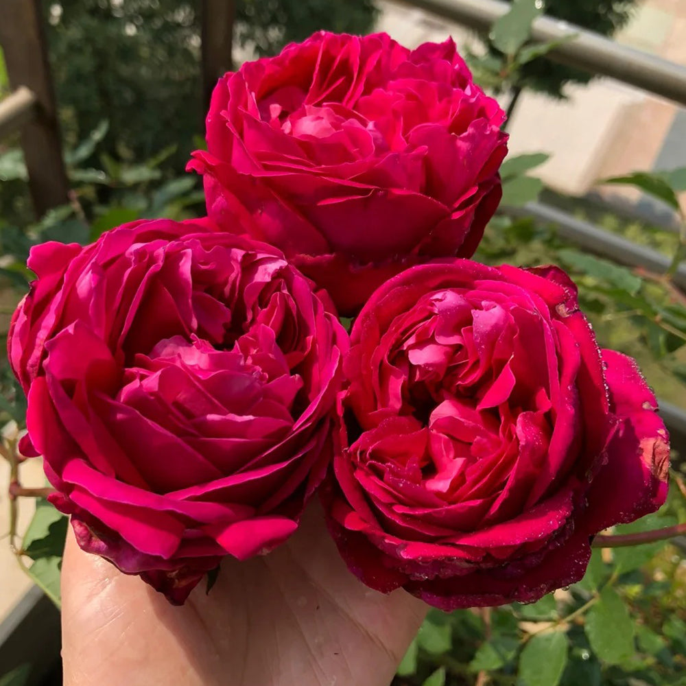 Scent Garden Japanese Florist Shrub Rose