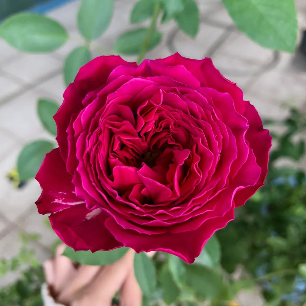 Scent Garden Japanese Florist Shrub Rose