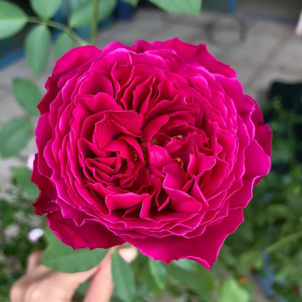 Scent Garden Japanese Florist Shrub Rose