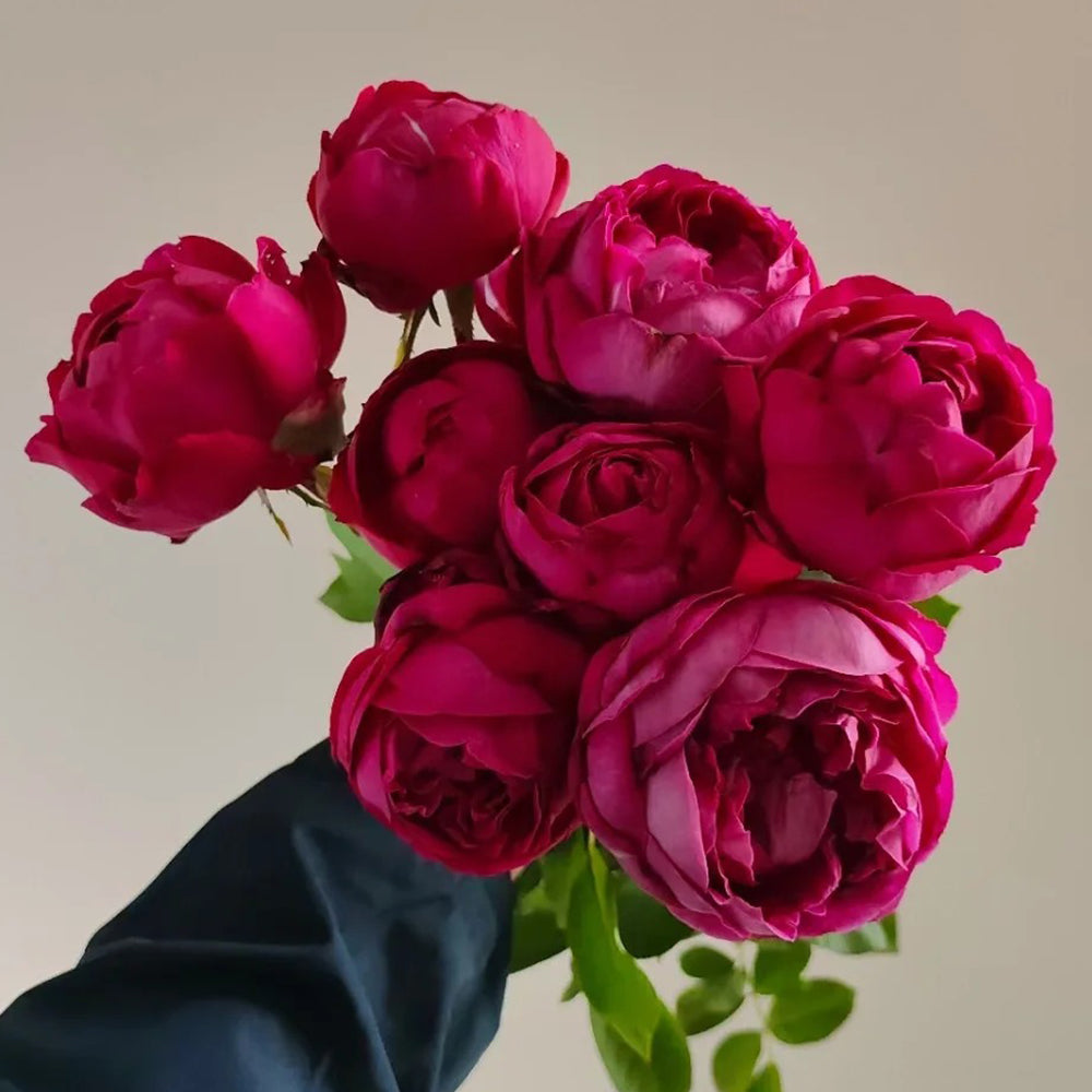 Scent Garden Japanese Florist Shrub Rose