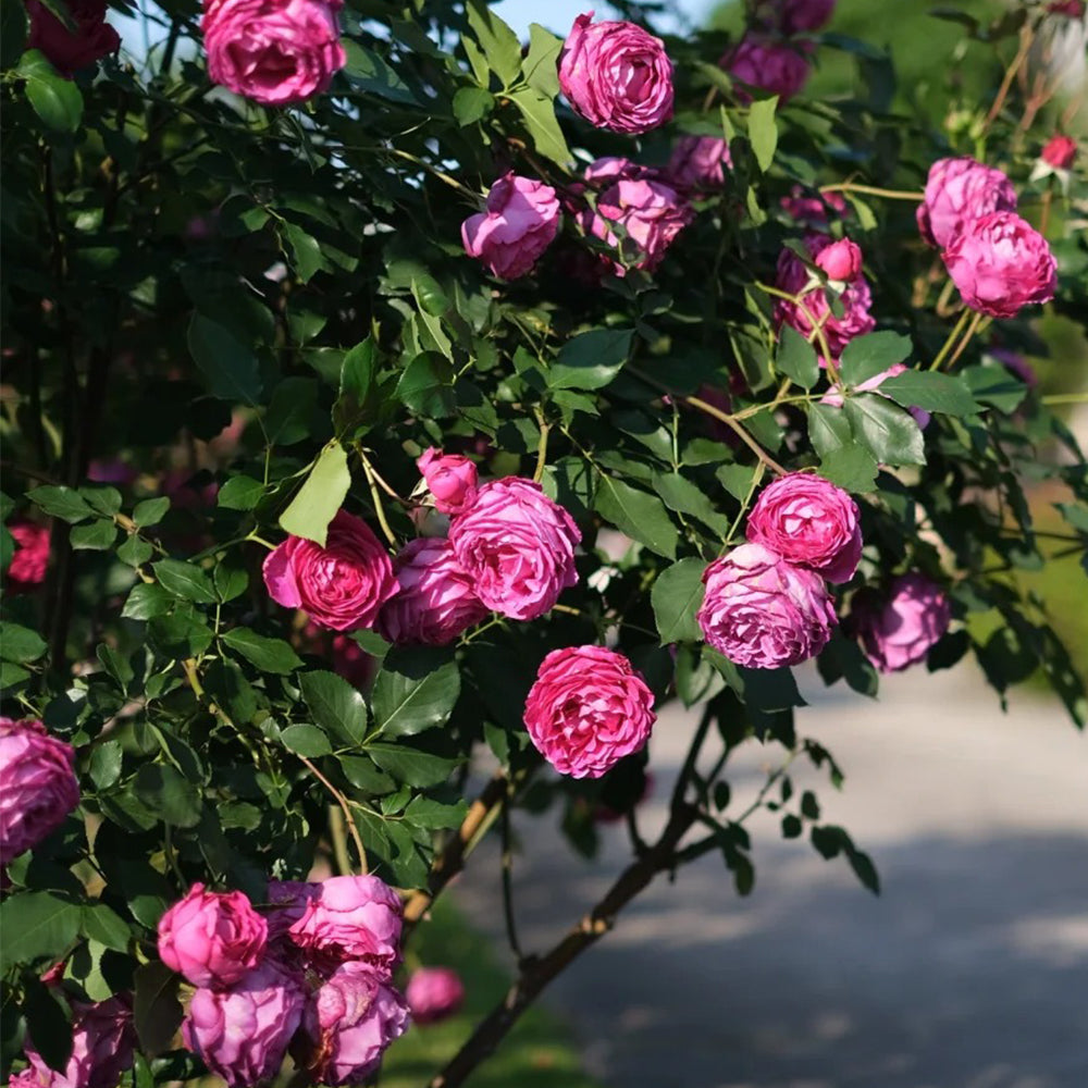 Scent Garden Japanese Florist Shrub Rose