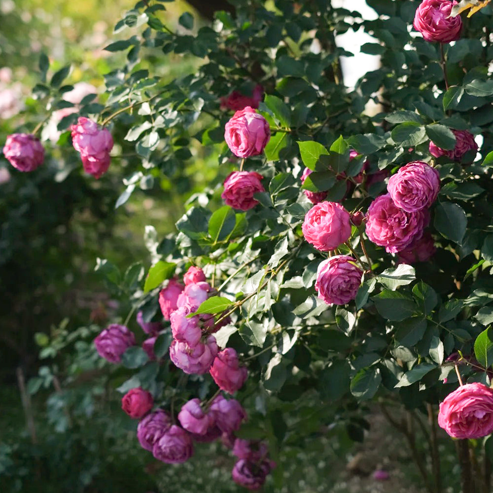 Scent Garden Japanese Florist Shrub Rose