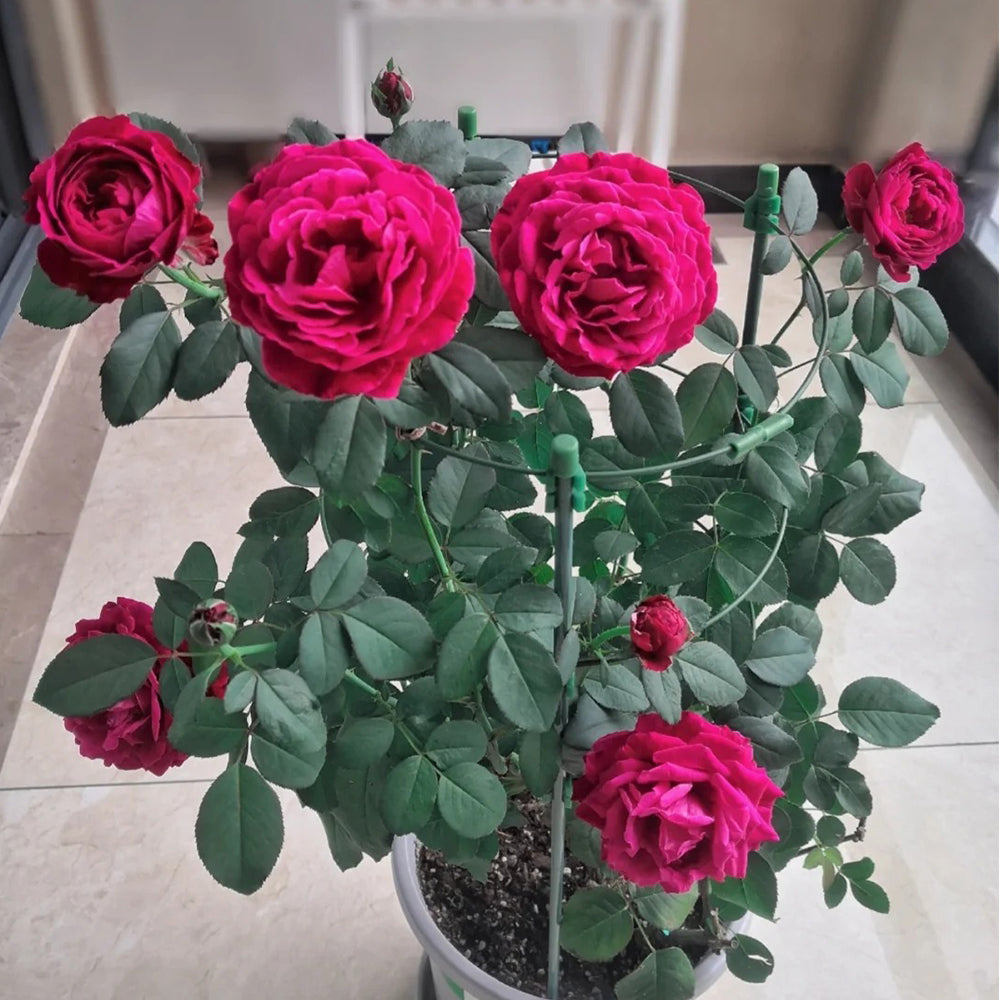 Scent Garden Japanese Florist Shrub Rose